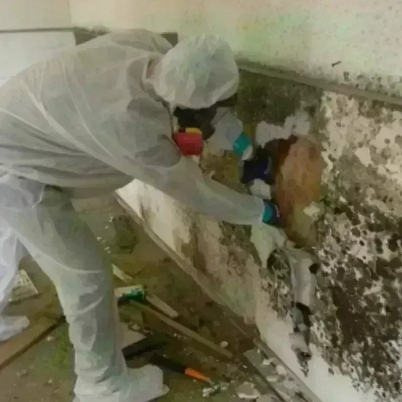 Mold Remediation and Removal in Geronimo, TX